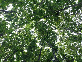 Plants or leaves against flat sky