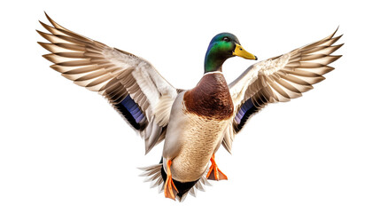 mallard duck isolated on white background