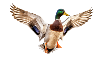 mallard duck isolated on white background