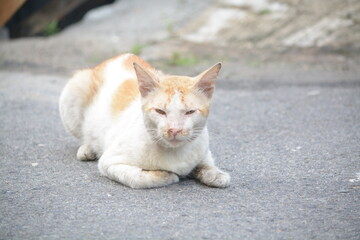 stray cat on the street with blurred background