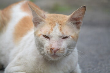 stray cat on the street with blurred background