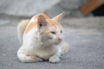 stray cat on the street with blurred background