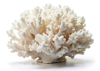 Isolated high-res image of vintage white coral; ideal for retro ocean-themed designs and stock photos.