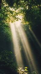Obraz premium Sunlight beams through the leaves of a lush forest.