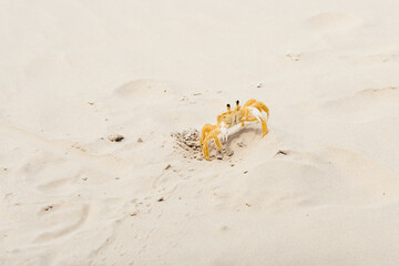 Siri amarelo na areia da praia do Farol - Ilha do Mel