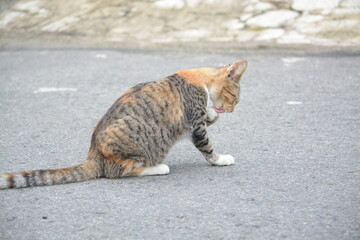 stray cat on the street with blurred background