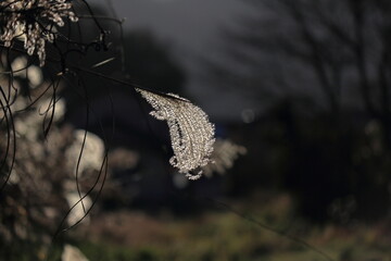 朝日が差し込む冬のススキ