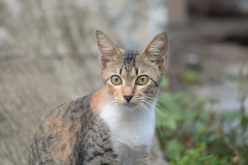stray cat on the street with blurred background