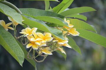golden frangipani flowers on blurred background
