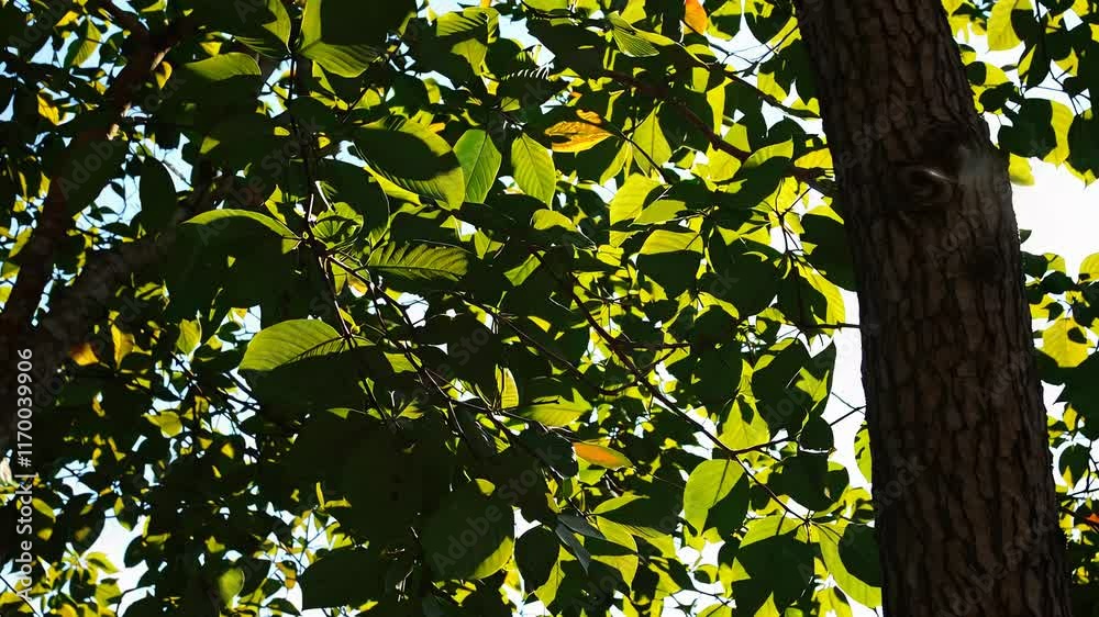 Poster Sunlight filtering through lush green leaves on a tree branch