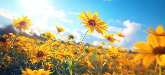 A field of yellow flowers under the bright sun, with a blue sky in the background. 