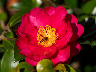 山茶花の花とハナアブ