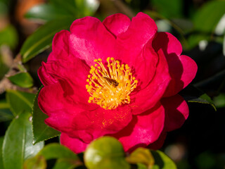 山茶花の花とハナアブ