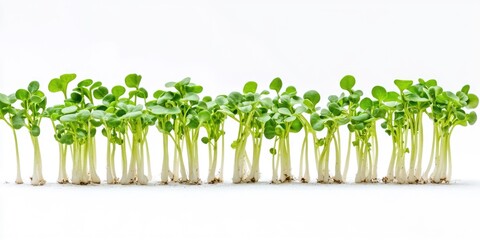 Freshly sprouted green beans in a row for gardening and organic farming purposes.
