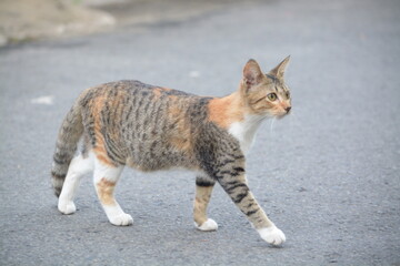 stray cat on the street with blurred background