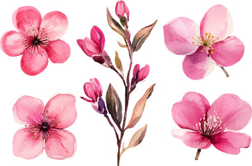 pink cherry blossoms