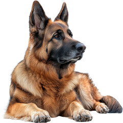 Majestic German Shepherd Dog Longhaired Lying Down Portrait Canine