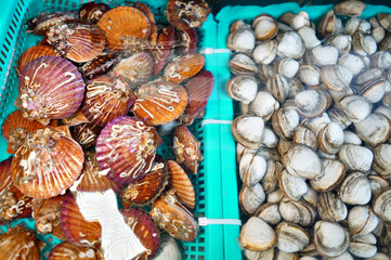 수족관에 있는 조개, 가리비, 전복, 바지락, 낙지의 모습