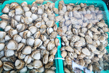 수족관에 있는 바지락의 모습