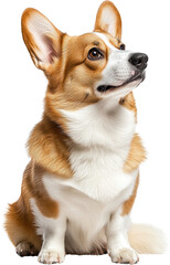 Obraz premium Adorable Red and White Cardigan Welsh Corgi Dog Sitting Studio Shot Pet Portrait