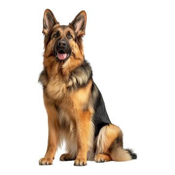 german shepherd dog