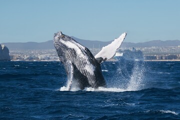 Fototapeta premium whale breach
