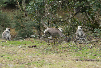 Tufted Gray Langur in the Wild in Nepal