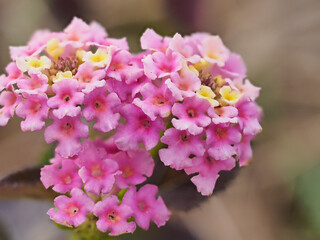 ランタナの花のクローズアップ