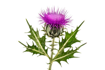 thistle isolated on transparent background