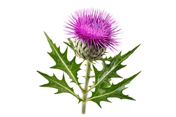 thistle isolated on transparent background