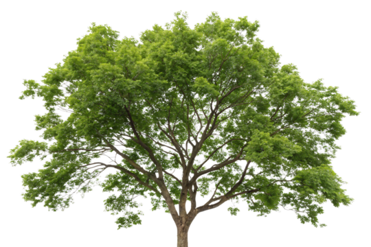 A tree with a dense, umbrella-shaped crown of vivid green foliage, supported by a sturdy trunk and well-defined branches, isolated on a transparent background