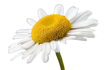 daisy isolated on transparent background