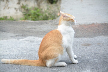 stray cat on the street with blurred background