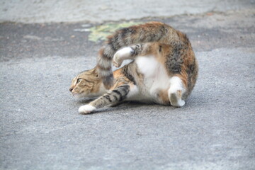 stray cat on the street with blurred background