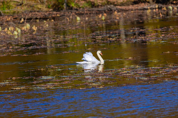 Obraz premium A Mute Swan with Wing Formation at Kensington Metropark, near Brighton, Michigan.