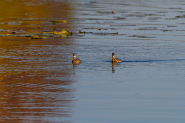A Pied Bill Grebe Pair at Kensington Metropark, near Brighton, Michigan.