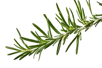 Fototapeta premium twig of rosemary isolated on transparent background