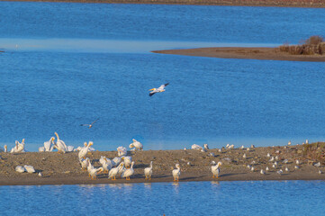 A White Pelican Flying over a Marsh by Whiting Outlook Park, in Midland, Michigan.