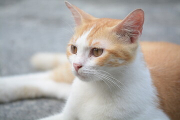 stray cat on the street with blurred background