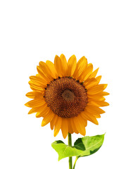Fresh organic sunflowers PNG transparent.
