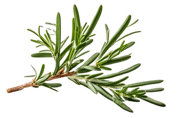Fototapeta premium twig of rosemary isolated on transparent background