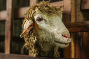 Obraz premium Close-Up of a Sheep: Captivating Portrait of Farm Life