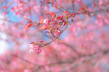 Delicate pink blossoms on a branch, blurred background suggesting a springtime scene near Erhai Lake in Dali, Yunnan, China.