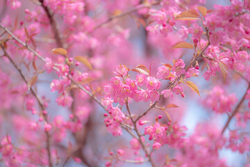 Delicate pink blossoms, reminiscent of cherry blossoms, grace the branches.  A soft focus creates a dreamy effect, hinting at the beauty of Yunnan, China, perhaps near Dali's Erhai Lake.