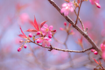 Delicate pink blossoms on a branch, hinting at spring in Yunnan, Dali, near Erhai Lake, China. A soft, dreamy focus on the flowers.