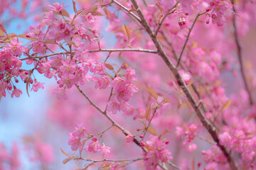 Obraz premium Delicate pink blossoms on branches against a soft blue sky. The scene evokes the beauty of spring in Yunnan, China, perhaps near Erhai Lake in Dali.