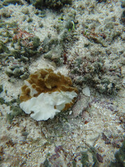 Live coral on Guam reef seabed