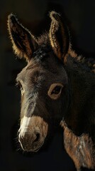Fototapeta premium Majestic Donkey Portrait: Dark and Moody Equine Photography