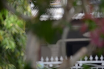 Plant on blurry background