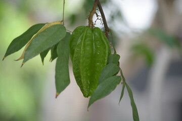 star fruit with a blurred background